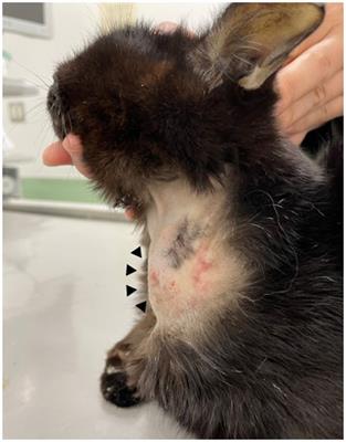 Case report: First isolation of Exophiala dermatitidis from subcutaneous phaeohyphomycosis in a cat